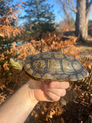 Charcoal Pastel Clown Red Eared Slider Turtle Breeder Male