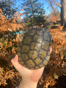 Charcoal Pastel Clown Red Eared Slider Turtle Breeder Male