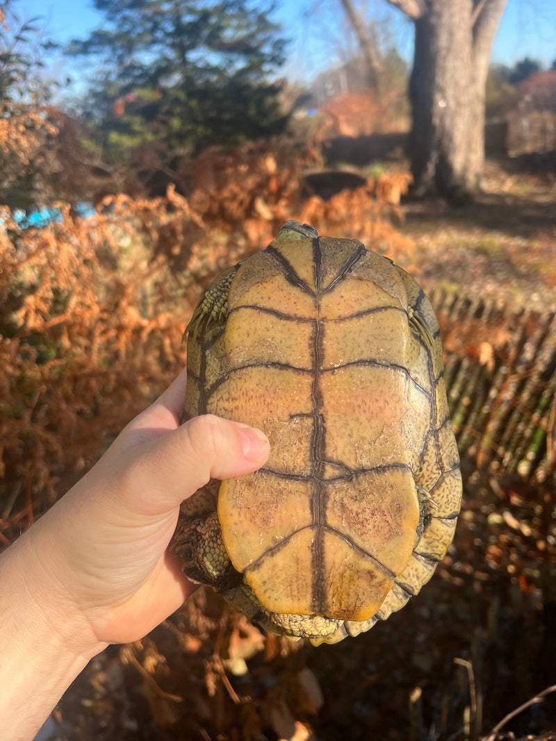 Charcoal Pastel Clown Red Eared Slider Turtle Breeder Male