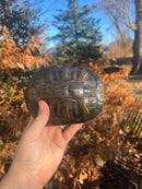 Pastel Clown Red Eared Slider Turtle Breeder Male