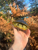 Pastel Clown Red Eared Slider Turtle Breeder Male