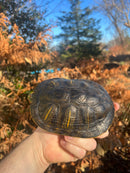 Pastel Clown Red Eared Slider Turtle Breeder Male