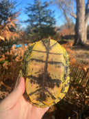 Pastel Clown Red Eared Slider Turtle Breeder Male