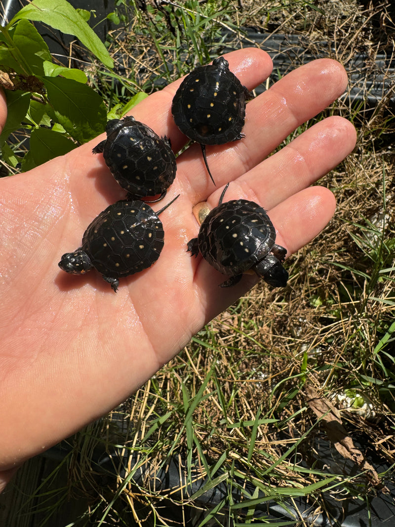 Spotted Turtle Babies (Clemmys guttata)