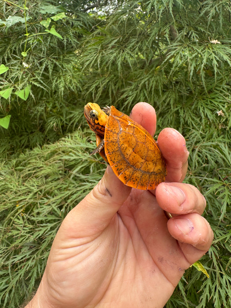 Bourret's Flowerback Box Turtle 2025