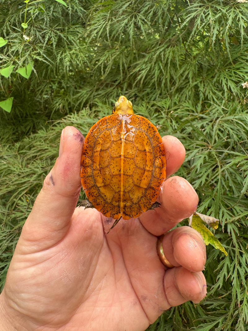 Bourret's Flowerback Box Turtle 2025