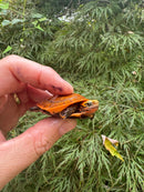 Bourret's Flowerback Box Turtle 2025