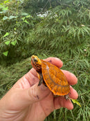 Bourret's Flowerback Box Turtle 2025