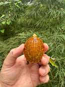 Bourret's Flowerback Box Turtle 2025
