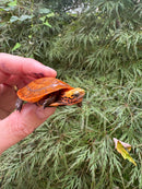 Bourret's Flowerback Box Turtle 2025