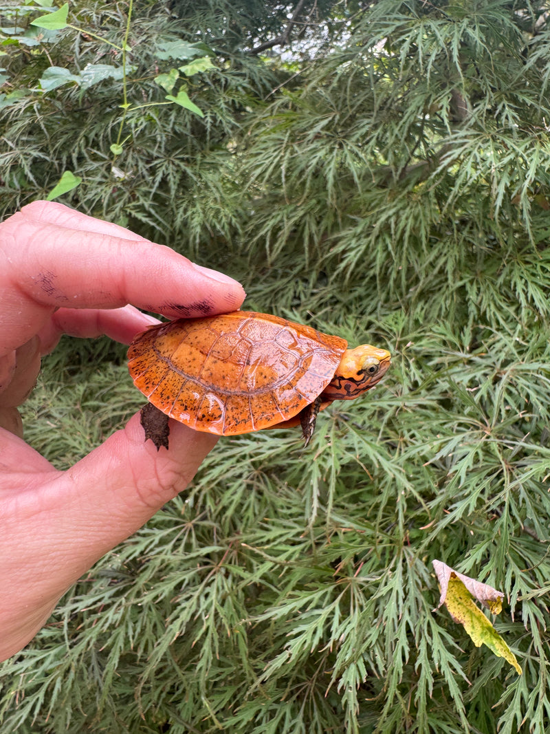 Bourret's Flowerback Box Turtle 2025