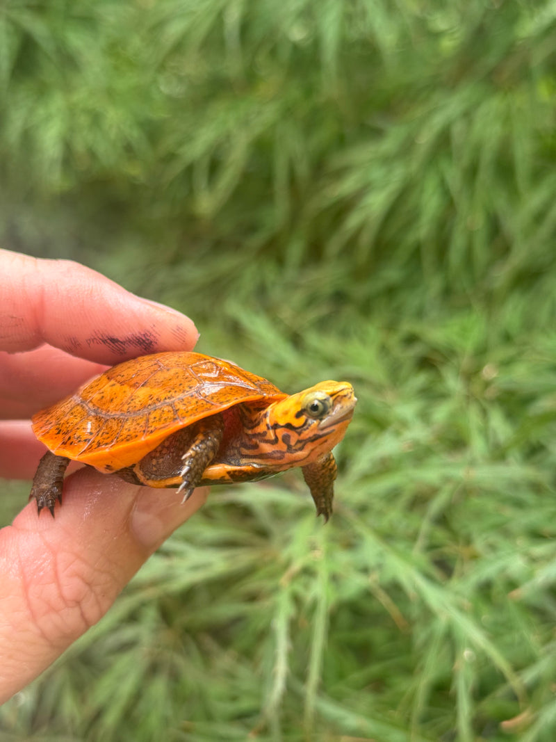 Bourret's Flowerback Box Turtle 2025