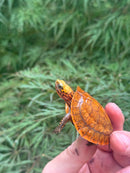 Bourret's Flowerback Box Turtle 2025