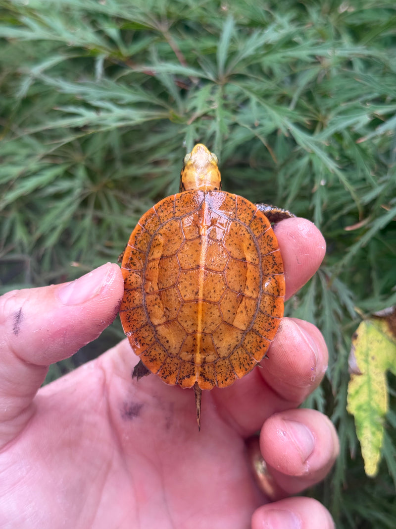 Bourret's Flowerback Box Turtle 2025