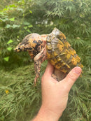 Hypomelanistic Pink Alligator Snapping Turtle 2023