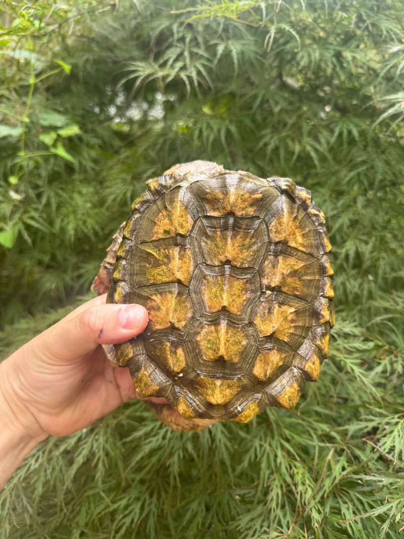 Hypomelanistic Pink Alligator Snapping Turtle 2023