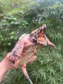 Hypomelanistic Pink Alligator Snapping Turtle 2023