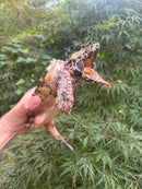 Hypomelanistic Pink Alligator Snapping Turtle 2023