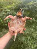 Hypomelanistic Pink Alligator Snapping Turtle 2023