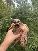 Hypomelanistic Pink Alligator Snapping Turtle 2023