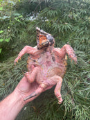 Hypomelanistic Pink Alligator Snapping Turtle 2023