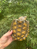 Hypomelanistic Pink Alligator Snapping Turtle 2023