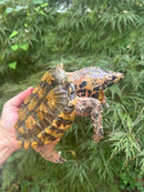 Hypomelanistic Pink Alligator Snapping Turtle 2023