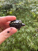 HI YELLOW Florida Box Turtle 2025