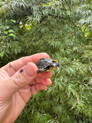 HI YELLOW Florida Box Turtle 2025