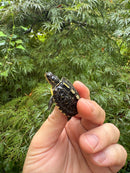 HI YELLOW Florida Box Turtle 2025