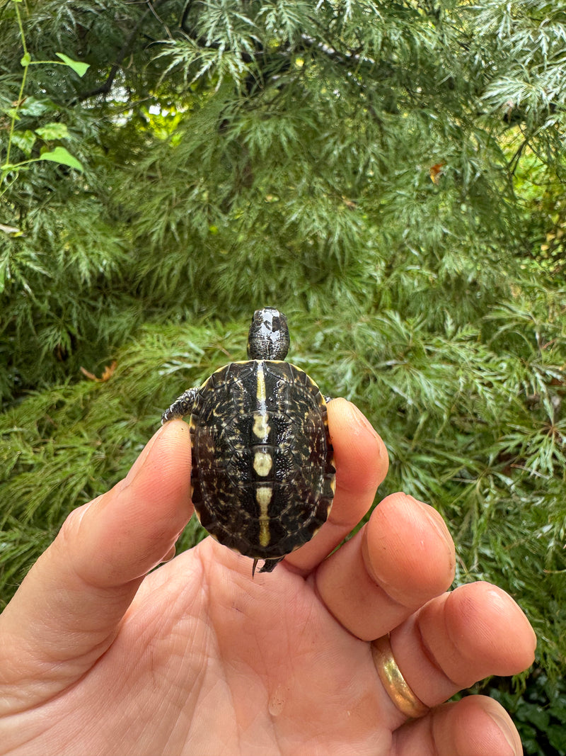 HI YELLOW Florida Box Turtle 2025