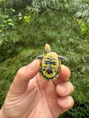 HI YELLOW Florida Box Turtle 2025