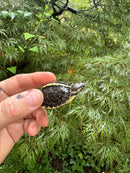 HI YELLOW Florida Box Turtle 2025