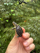 HI YELLOW Florida Box Turtle 2025
