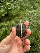 HI YELLOW Florida Box Turtle 2025