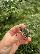 HI YELLOW Florida Box Turtle 2025