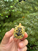 HI YELLOW Florida Box Turtle 2025