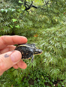 HI YELLOW Florida Box Turtle 2025