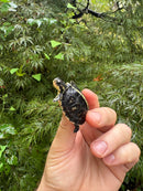 HI YELLOW Florida Box Turtle 2025