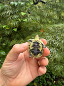 HI YELLOW Florida Box Turtle 2025