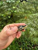 HI YELLOW Florida Box Turtle 2025