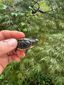 HI YELLOW Florida Box Turtle 2025