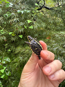 HI YELLOW Florida Box Turtle 2025