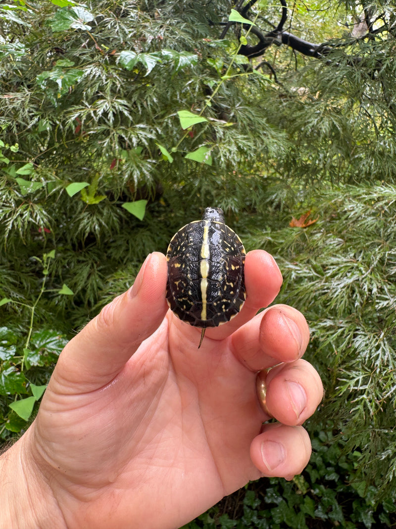 HI YELLOW Florida Box Turtle 2025