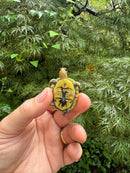HI YELLOW Florida Box Turtle 2025