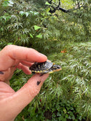 HI YELLOW Florida Box Turtle 2025