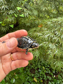 HI YELLOW Florida Box Turtle 2025