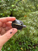 HI YELLOW Florida Box Turtle 2025