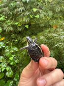 HI YELLOW Florida Box Turtle 2025