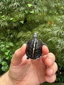 HI YELLOW Florida Box Turtle 2025